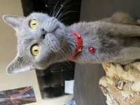 Chartreux kedim