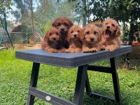 Irk Ve Sağlık Garantili Maltipoo