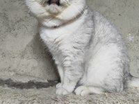 British shorthair erkek kedimiz