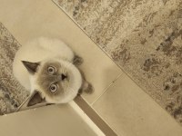 Sahiplendirme british shorthair 1 yaşında