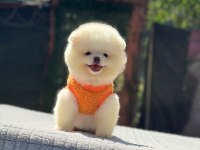 Gülen Surat Pomeranian Boo Miniğimiz