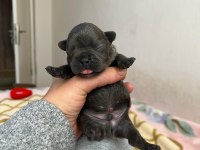Egzotik French Bulldog Bebeklerimiz