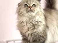 Highland scottish fold
