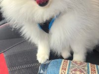 Minyatür pomeranian boo erkek 1 yaş boy 25 cm