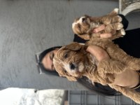 Safkan maltipoo yavrularım