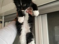 Maine coon kedi