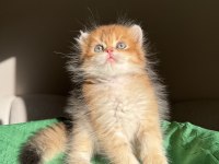 Ny11 Golden Mükemmel Kalite British Longhair