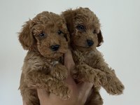 Poodle Yavrularımız (Dişi ve Erkek)