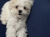 Küçük büyümeyen maltipoo bebekler