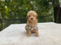 2 aylık maltipoo yavru