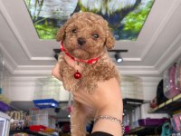 Güzel maltipoo bebekler