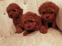 Show kalite redbrown kore toy poodle yavrularımız