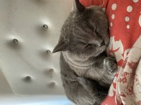 british shorthair kısırlaştırılmış erkek