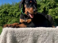Ev Ortamında Doğan Bebek Dobermanlar Yeni Evini Arıyor