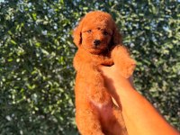 Dişi Red Brown toy poodle