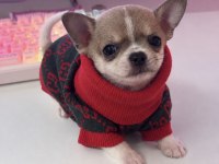 Teacup chihuahua