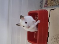 Syrian Albino Hamster