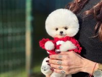 ALBİNO BEMBEYAZ FİNCAN BOY POMERANİAN BOO