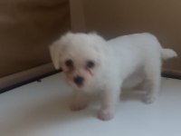 Dişi 50 günlük terrier