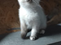 Blue point yavru british longhair