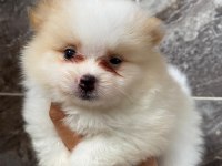 Orjinal Minyatür pomeranian