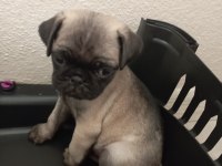 Rıfkısu Hazır Pug