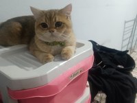 British Shorthair ny12 Safkan