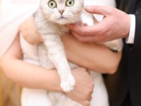 Scottish fold kehribar gözlüme yuva arıyorum