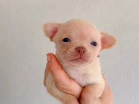 Teacup Dişi Şivavalarım Yeni Yuvasını Arıyor