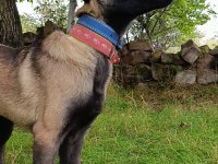 Ful Maske Güzellik Abidesi Safkan 4 Aylık Malinois Yavrum