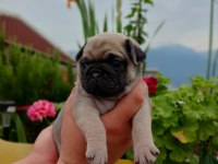 YAVRU ÇOK AKILLI ÇOK OYUNCU AİLE ÇOCUK DOSTU PUG