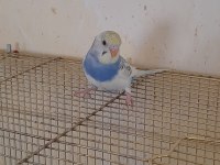 3 AYLIK HARİKA RENK KUSURSUZ DİŞİ MUHABBET KUŞU