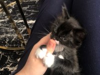 Smokin ve tekir kardeşler