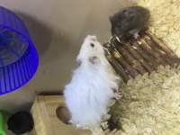 ELE ALIŞIK HAMSTER ANTALYA HAMSTER ÇİFTLİĞİ