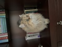 Uysal ve akıllı özel bir british longhair