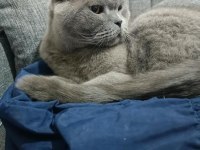 Dünyanın En Sakin Uslu Kedisi Scottish Fold
