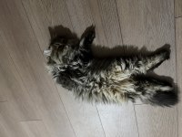 Scottish Longhair 5 Aylık