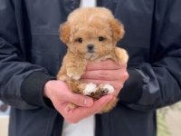 SHOW DUZEYDEKI TOY POODLE BEBEKLERIM