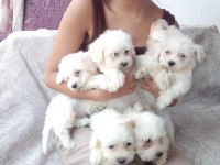 Sıfır boy orijinal maltese köpeklerim