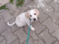 2 aylık tam bir sevgi yumağı labrador köpeği