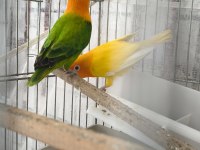 Green opal lutino çift ve lutino albino çift kuşlar