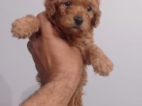 Erkek toy poodle