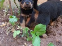 Rottweiler yavruları