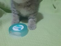 Scottish fold longhair
