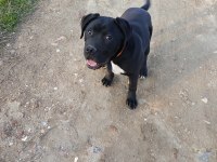 6 Aylık Cane Corso Erkek