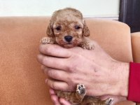 Dişi ve erkek mevcut poodle