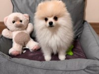 5 aylık aşılar tam erkek eğitimli pomeranian