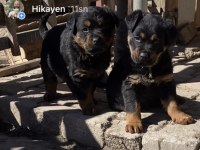 Orj Macar yurt dışı üretim rottweiler yavrularımız