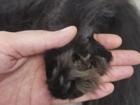 Maine Coon Dişi Yavru Polydact 6677