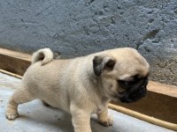 Pug mops (rıfkı) yavruları sizlerle